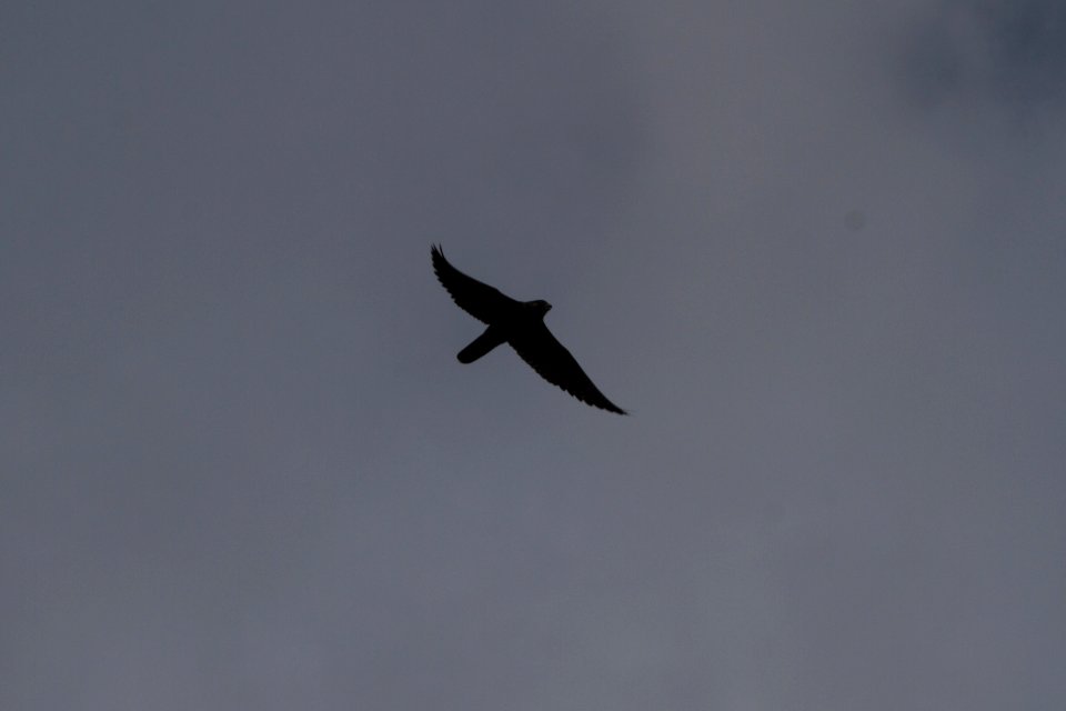 IMG 0338c Peregrine Falcon LaSalle FWA-IN 8-18-2017