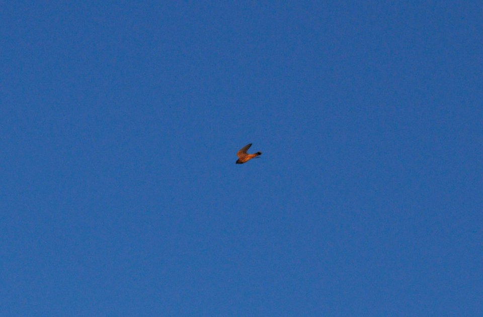 IMG 2356c Merlin Whispering Willows Area Kankakee Co IL 11-20-2016