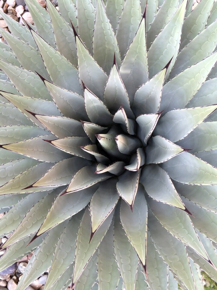Garden tropical botanical