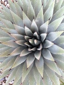 Garden tropical botanical