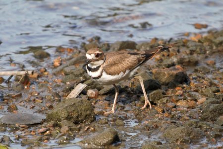 IMG 0416c-Killdeer LeVasseur Park Kankakee IL 8-20-2017