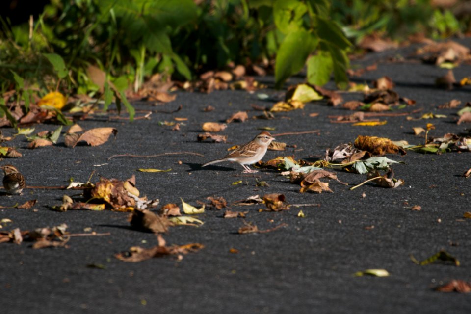 IMG 4717c Chipping Sparrow LeVasseur-Perry Farm Park Kankakee Co IL 10-16-2017
