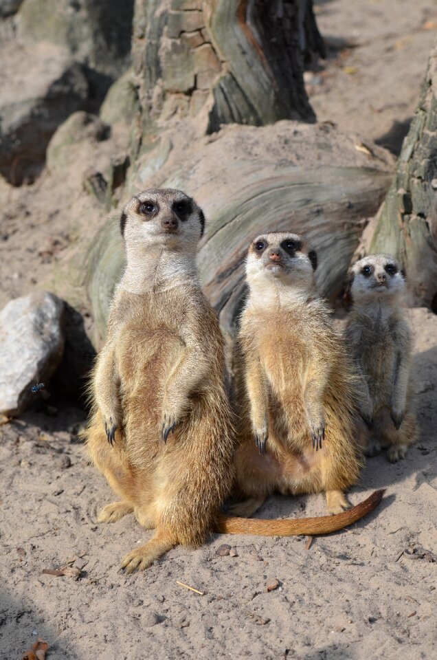Sweet cute animals