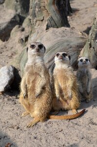 Sweet cute animals