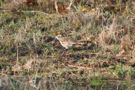IMG 5631c Lark Sparrow Pembroke Savannah Kankakee Co IL 10-11-2017