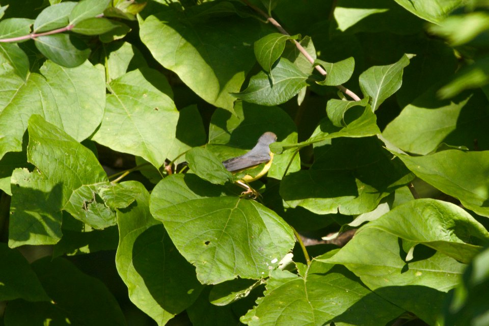 IMG 0478c Canada Warbler (imm) LeVasseur Park Kankakee IL 8-23-2017