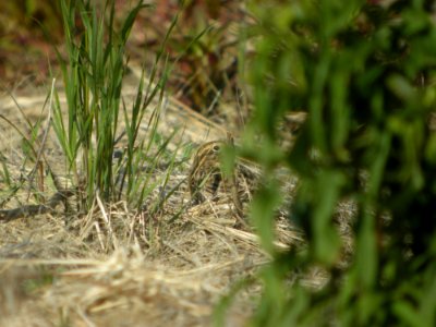 DSCN0175c Smith's Longspur Willowhaven Area Kankakee Co IL 5-6-2017