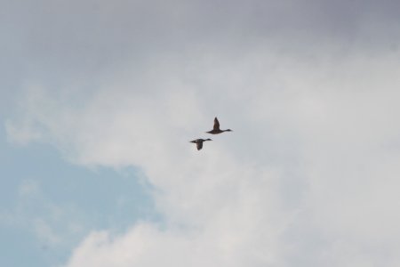 IMG 2300c Cinnamon Colored Northern Pintail H & E Sod Farm Momence IL 9-19-2017