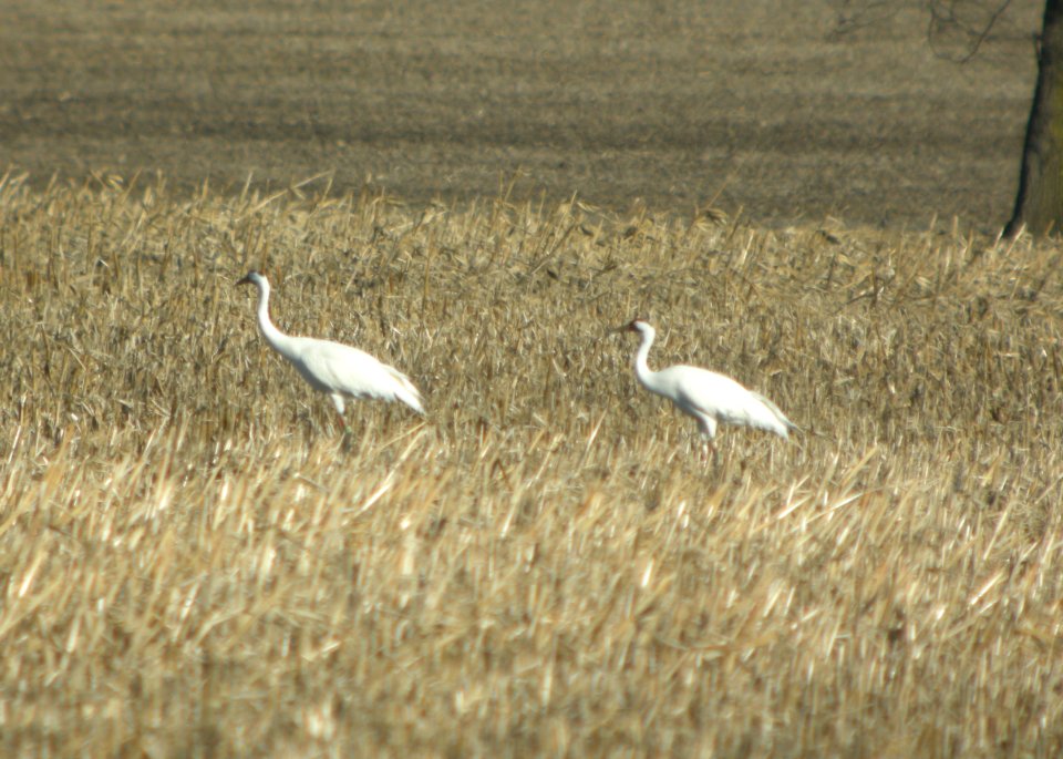 IMG 9678c Whooping Crane Kankakee Co IL 3-8-2017