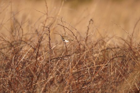 IMG 5594c Grasshopper Sparrow Pembroke Savannah Kankakee Co IL 10-11-2017