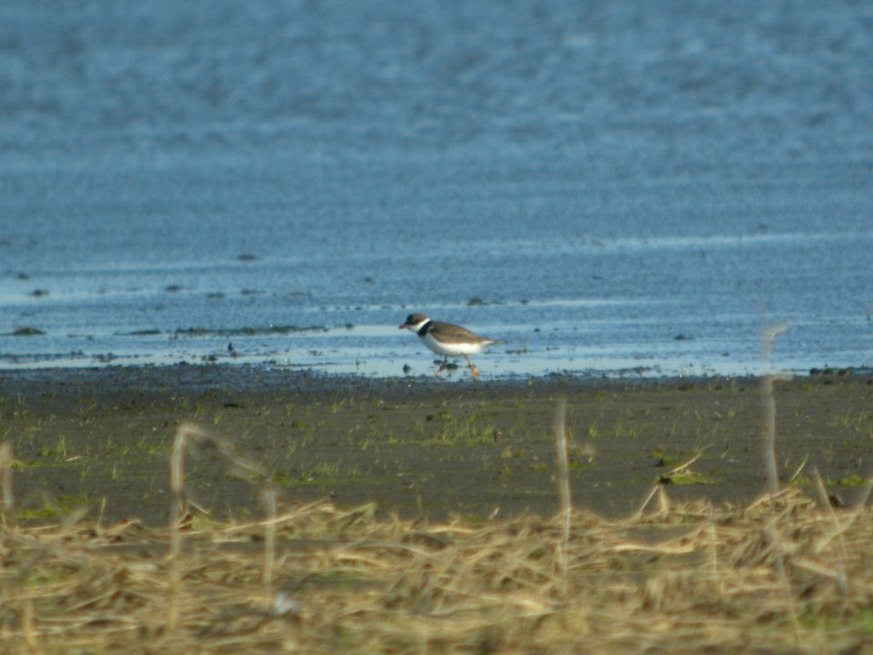 DSCN0326c Semipalmated Plover Willowhaven Area Kankakee Co IL 5-18-2017