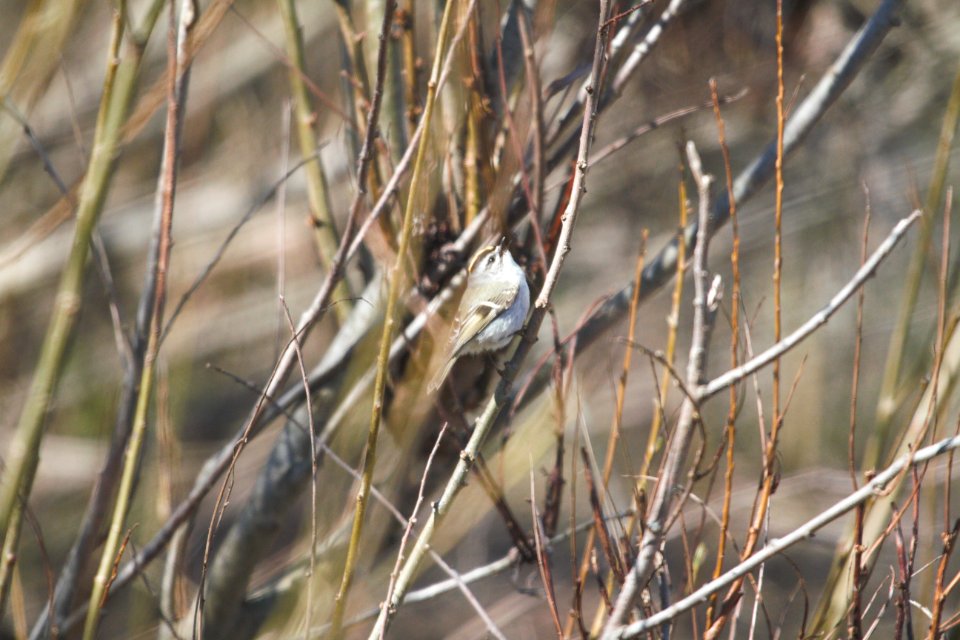 IMG 5221c Golden-crowned Kinglet Whispering Willows Kankakee Co IL 4-1-2017