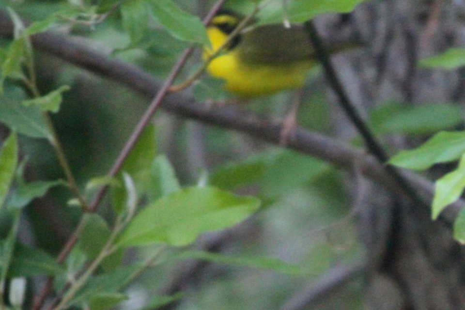 IMG 6776c Kentucky Warbler LaSalle FWA IN 5-13-2017