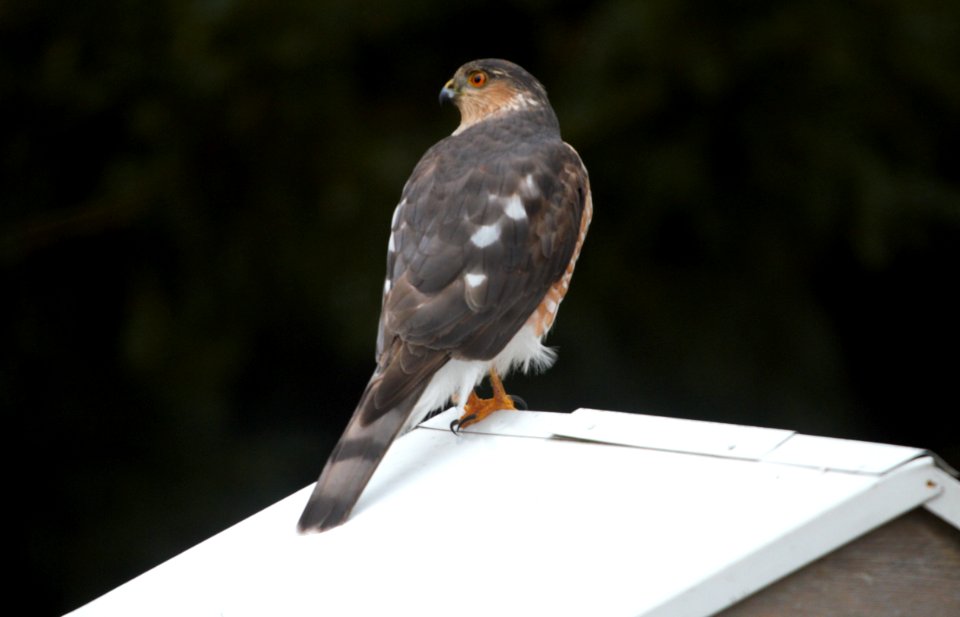 IMG 3880cg Sharp-shinned Hawk Hse Kankakee IL 2-1-2017