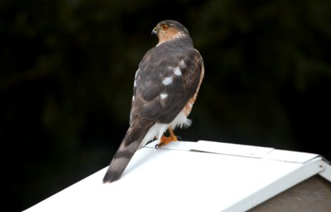 IMG 3880cg Sharp-shinned Hawk Hse Kankakee IL 2-1-2017