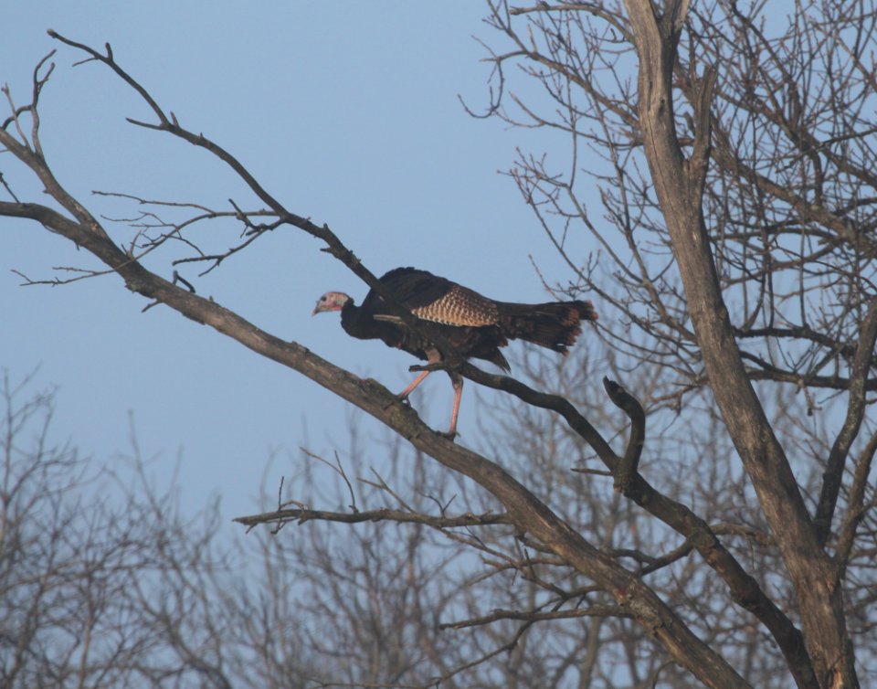 IMG 4192c Wild Turkey Pembroke Kankakee Co IL 2-19-2017