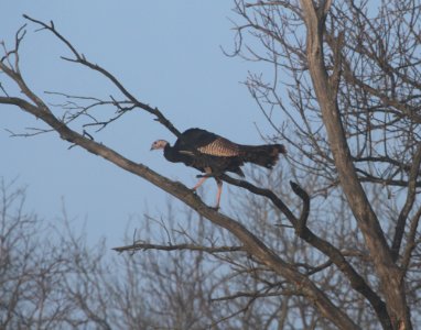 IMG 4192c Wild Turkey Pembroke Kankakee Co IL 2-19-2017