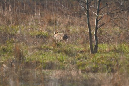 IMG 5645c Coyote Pembroke Savannah Kankakee Co IL 10-11-2017
