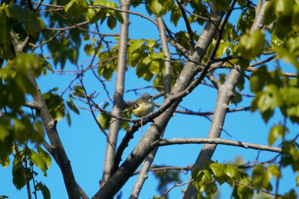 IMG 6577c Blue-headed Vireo LeVasseur Park Kankakee IL 5-8-2017