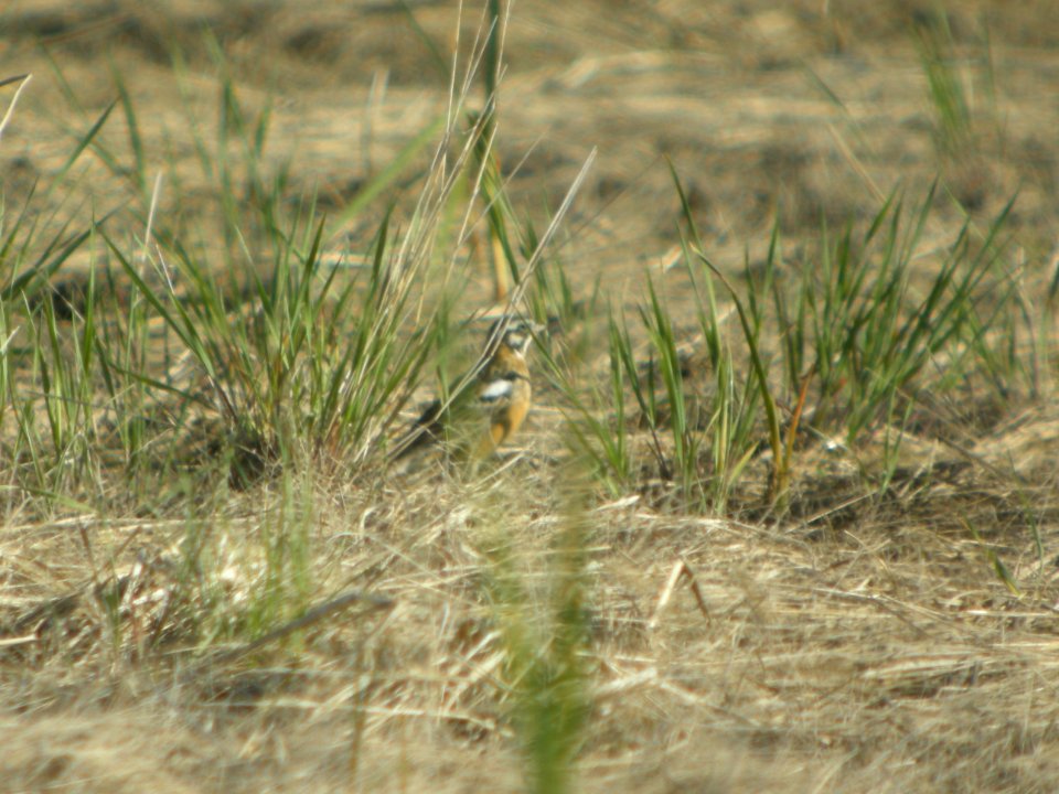 DSCN9989c Smith's Longspur Willowhaven Nature Center Area Kankakee Co IL 4-24-2017