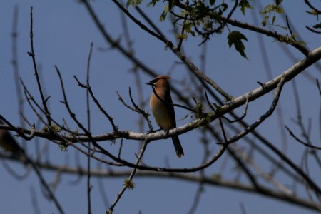 IMG 0141c Cedar Waxwing LaSalle FWA IN 8-5-2017