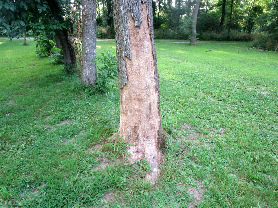 IMG 3085c Emerald Ash Borer River Rd Park Kankakee IL 8-12-2017