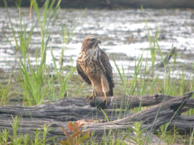 DSCN8809c Red-shouldered Hawk (juv with shotgun casing) LaSalle FWA IN 8-3-2017