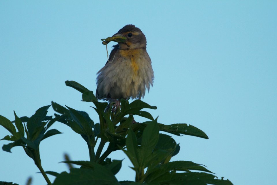 IMG 8744c Dickcissel Schaafsma Sod Farm Kankakee Co IL 7-31-2017