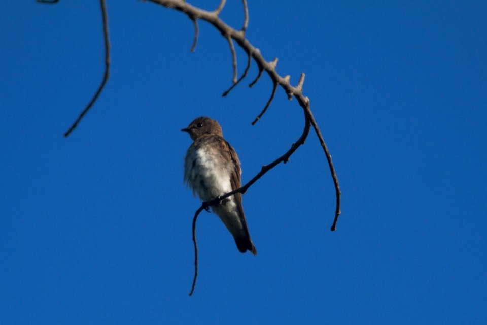IMG 0211c Northern Rough-winged Swallow LaSalle FWA IN 8-12-2017