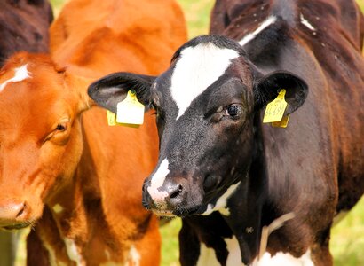 Curious young cattle animals photo