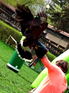 Harris's Hawk 3