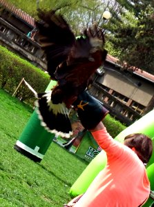 Harris's Hawk 3 photo