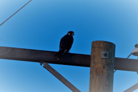 IMG 8738c Peregrine Falcon H & E Sod Momence IL 7-31-2017