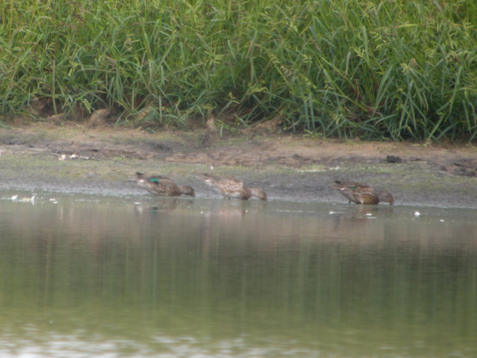 DSCN9124c Green-winged Teal Willowhaven Area Kankakee Co IL 9-19-2017