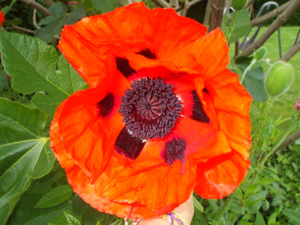 Spring red flower photo