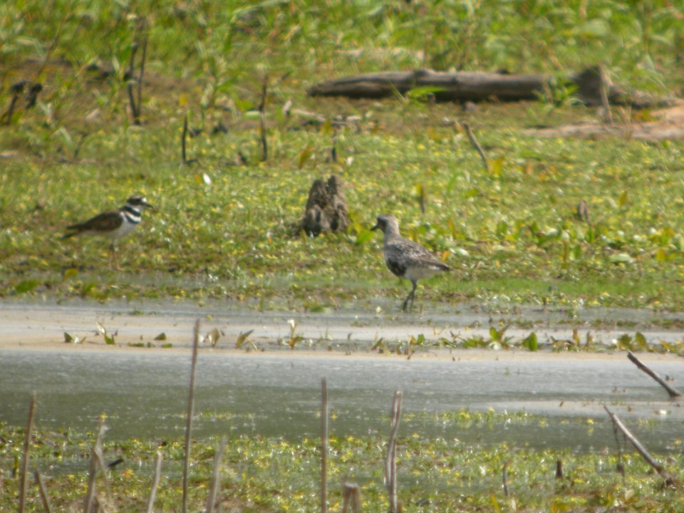 DSCN9043c Black-bellied Plover LaSalle FWA-IN 8-18-2017
