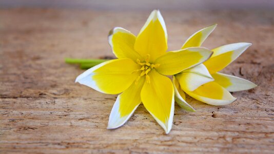 Blossom bloom yellow-white