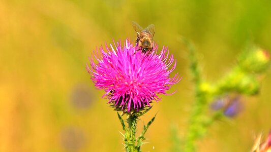 Wildflower purple nature photo