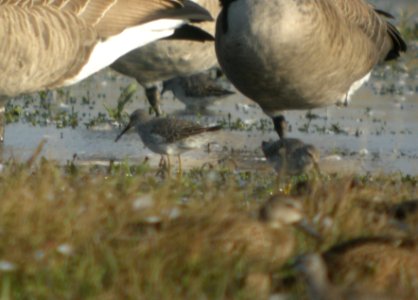 DSCN8429c Stilt Sandpiper Whispering Willows Area Kankakee Co IL 10-7-2016