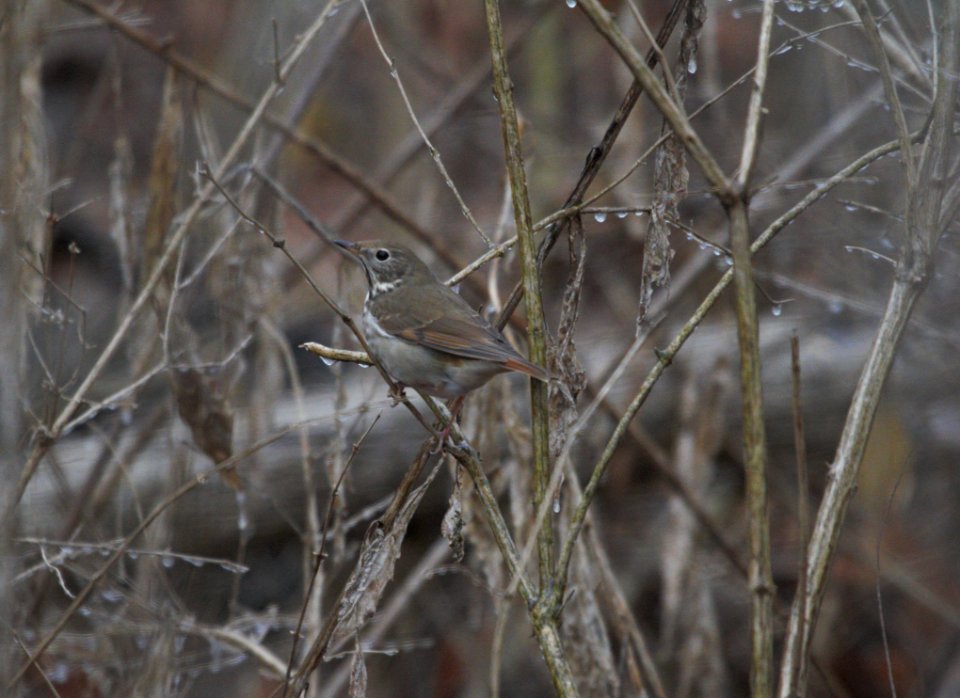 IMG 3569c Hermit Thrush Perry Farm Park Bourbonnais IL 1-13-2017