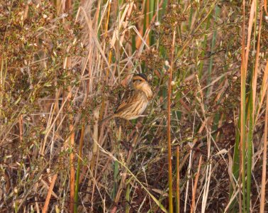 IMG 0646cg Nelson's Sparrow Whispering Willows Area Kankakee Co IL 10-28-2016