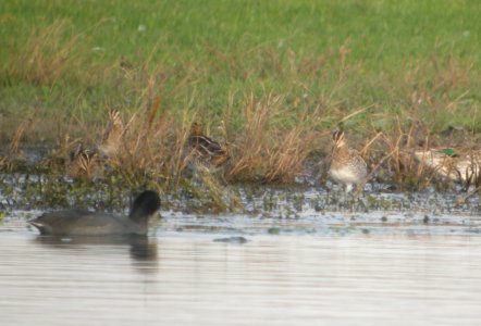 DSCN8890c Wilson's Snipe Whispering Willows Area Kankakee Co IL 10-29-2016