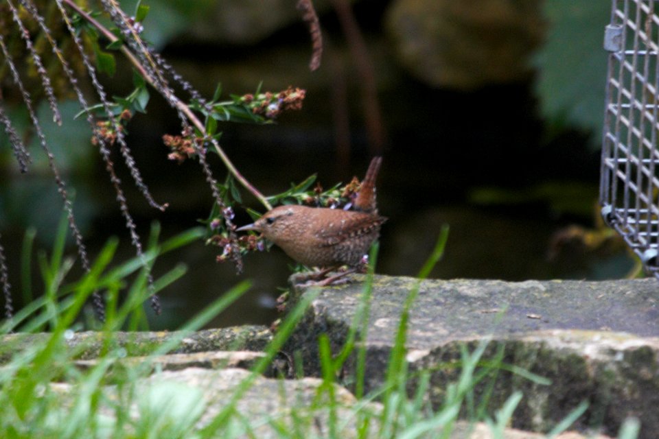 IMG 2464C Winter Wren Hse Kankakee IL 10-5-2018