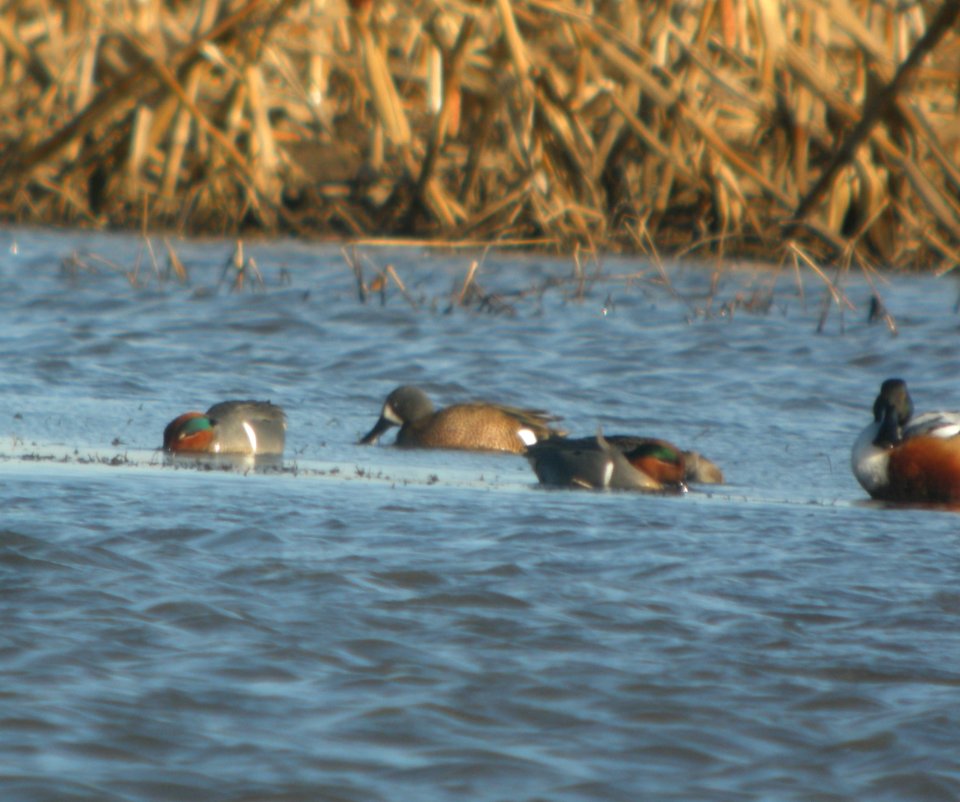 DSCN9655c Blue-winged Teal Whispering Willows Area Kankakee Co IL 3-8-2017