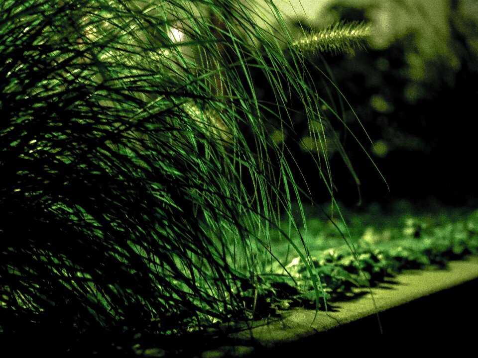 Green nature blades of grass