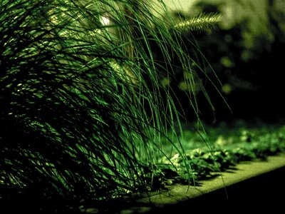 Green nature blades of grass