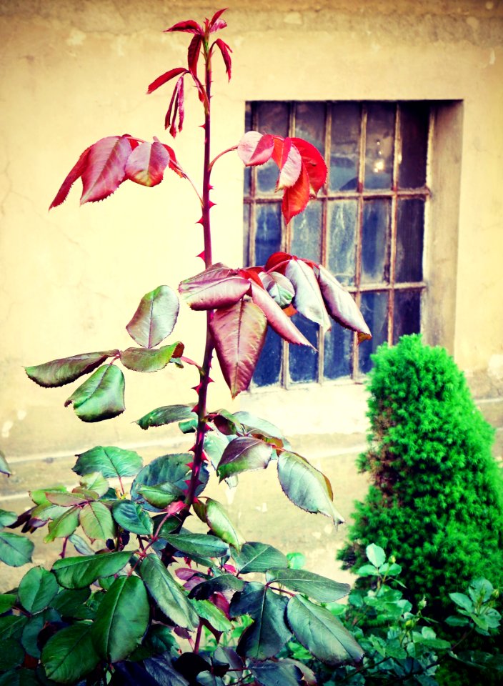 Rose