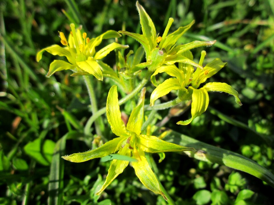 Flora botany species
