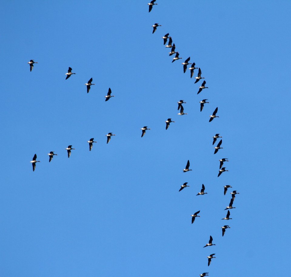 IMG 4084c Greater White-fronted Goose Kankakee River SP Kankakee Co IL 2-14-2017