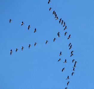 IMG 4084c Greater White-fronted Goose Kankakee River SP Kankakee Co IL 2-14-2017